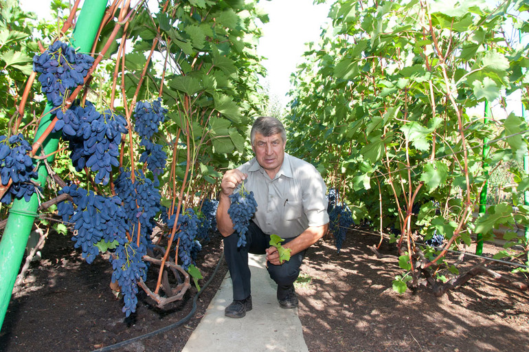 Culture de la vigne