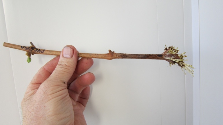 Préparation des boutures de vigne pour l'hivernage