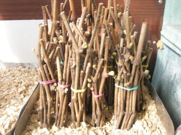 Conservation des boutures de vigne en hiver