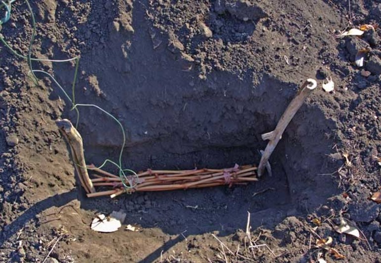 Préparation des boutures de vigne pour l'hivernage en pleine terre