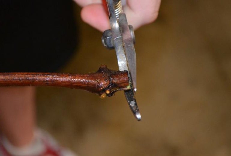 Vérification des boutures de vigne avant la plantation au printemps