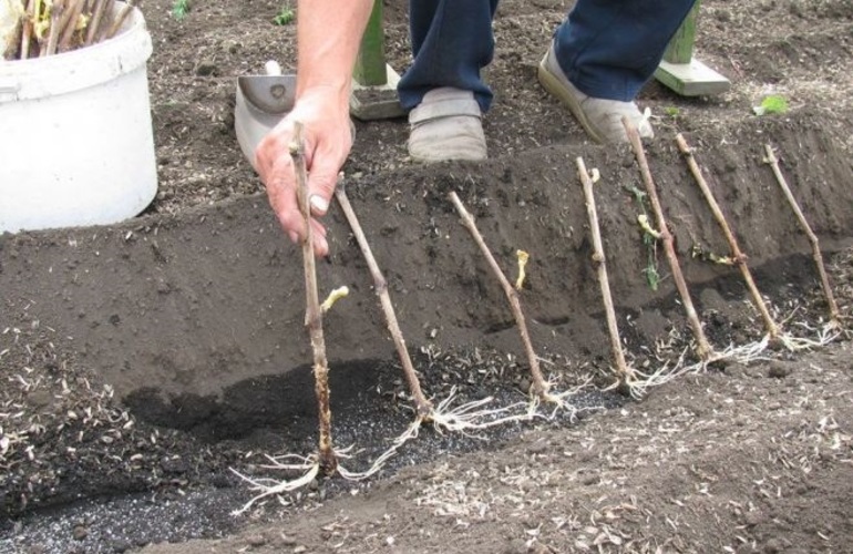 Planter des boutures de vigne en pleine terre