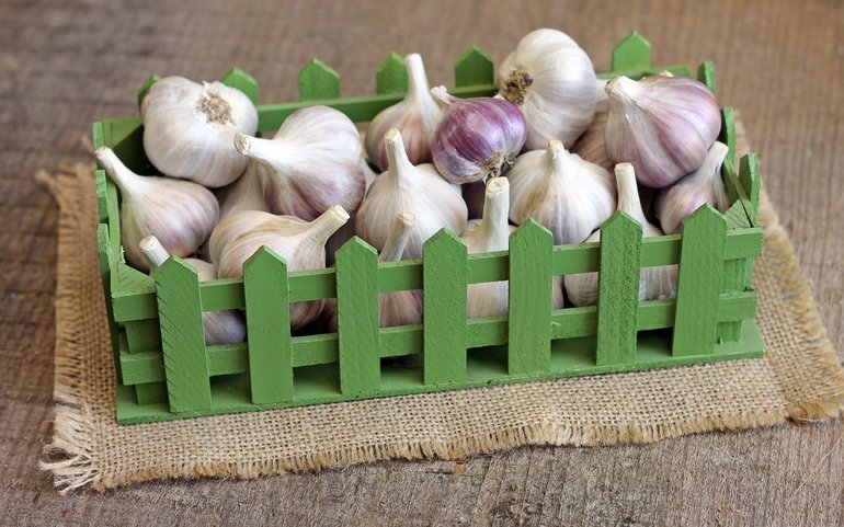 Conserver l'ail à la maison pendant l'hiver