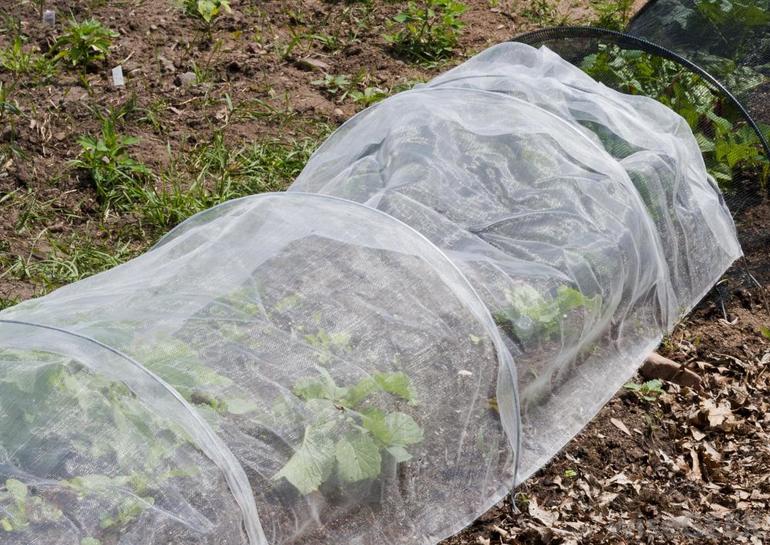 Comment protéger les fraisiers pour l'hiver