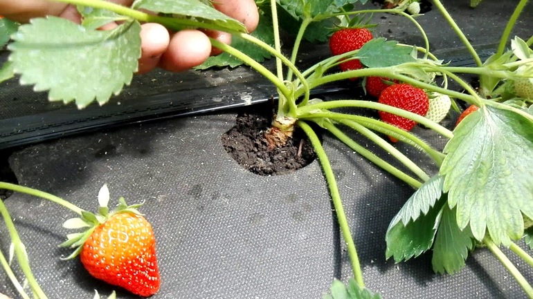 Spécificité des fraises de jardin