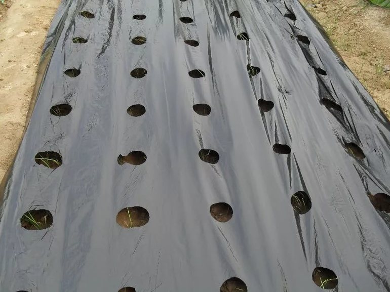 film de polychlorure de vinyle