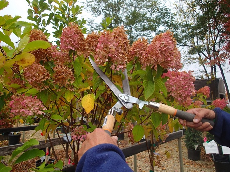 Regeln für den Herbstschnitt