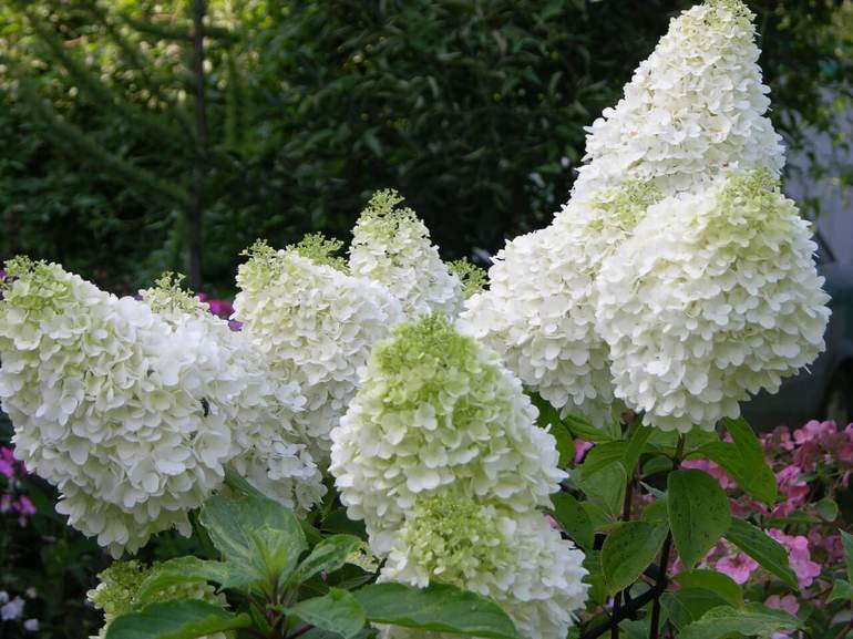 Rispenhortensie