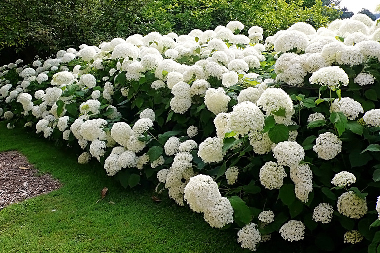 Baumhortensie