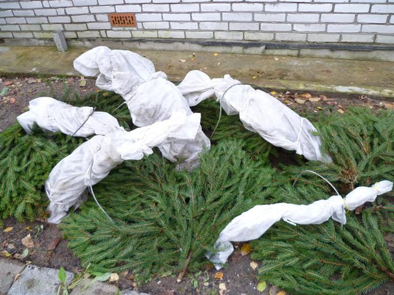 Hortensien für den Winter abdecken