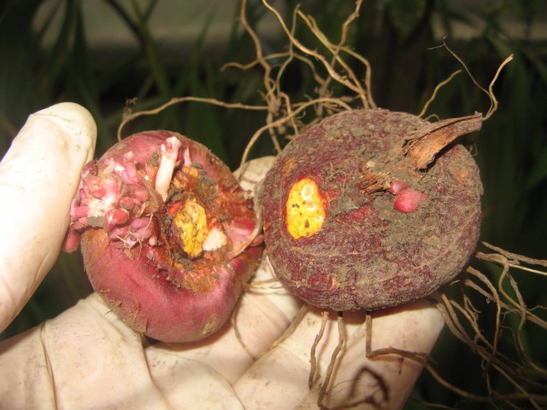 Préparation des tubercules de glaïeuls pour le stockage