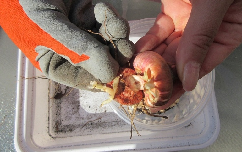 Protéger les bulbes de glaïeuls contre les parasites