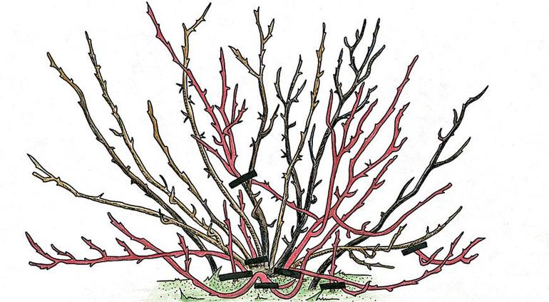 Schéma de la taille des groseilliers en automne