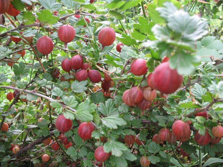 Soins à apporter aux groseilliers en automne et au printemps