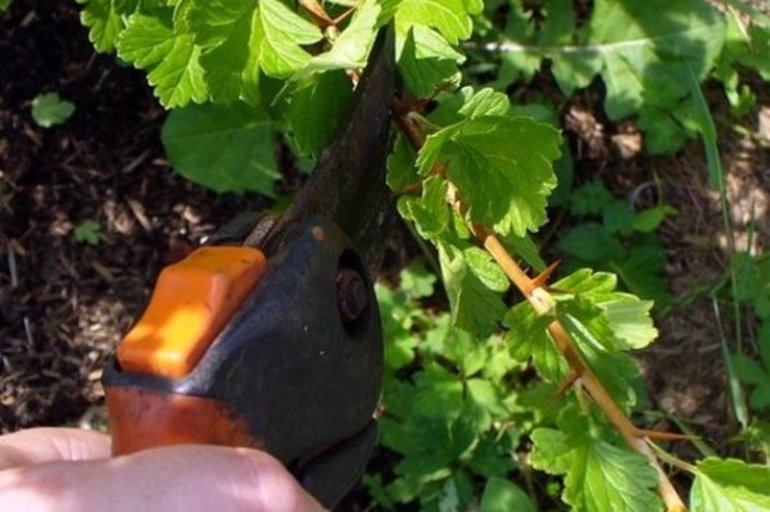 Règles pour la taille des groseilliers