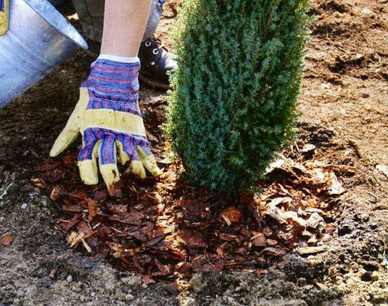 Μεταφύτευση thuja σε νέα τοποθεσία το φθινόπωρο