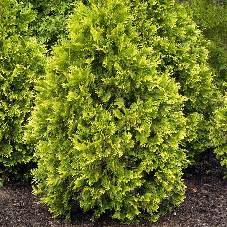 Πολυετές δέντρο thuja