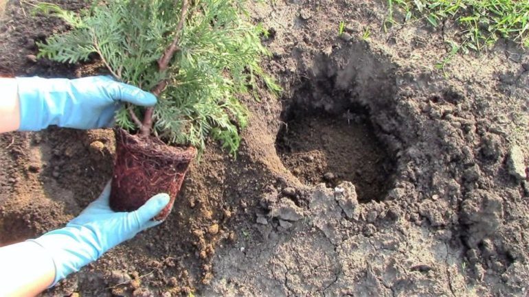Πότε μπορείτε να μεταμοσχεύσετε μια thuja το φθινόπωρο;