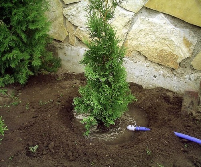 Πότισμα thuja μετά την αναφύτευση