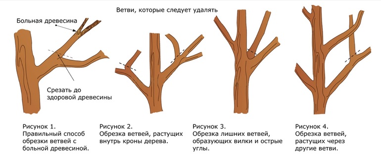 diagramme d'élagage d'arbre
