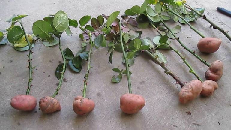 Stecklinge in Kartoffelknollen bewurzeln.
