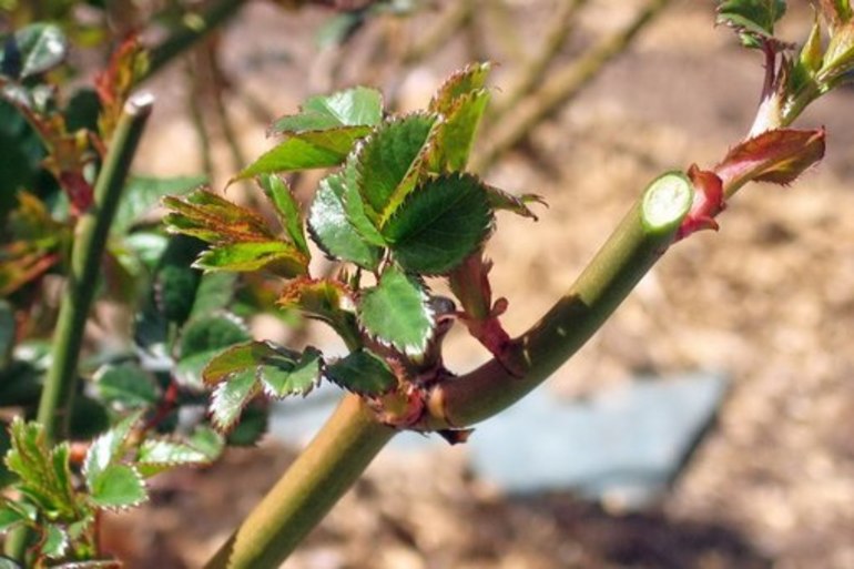 Tailler les rosiers pour l'hiver