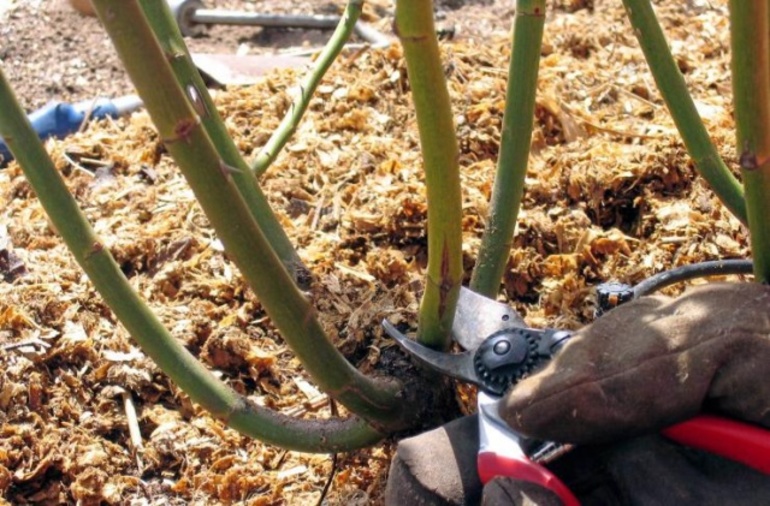Comment tailler les rosiers pour l'hiver