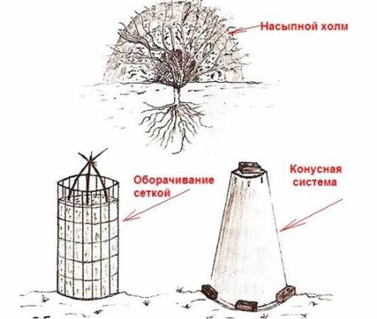 Comment protéger les rosiers pour l'hiver dans la région de Moscou
