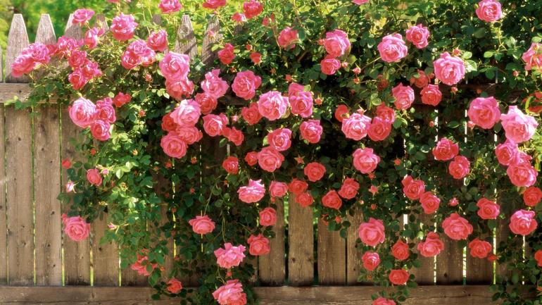 Protection des rosiers pour l'hiver dans la région de Moscou