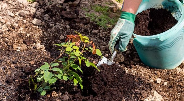 Quand faut-il couvrir les rosiers pour l'hiver dans la région de Moscou ?