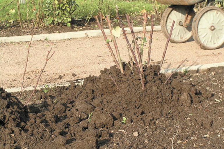 buttage des rosiers