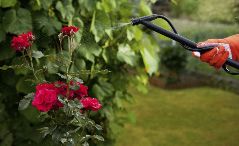 Traitement des roses