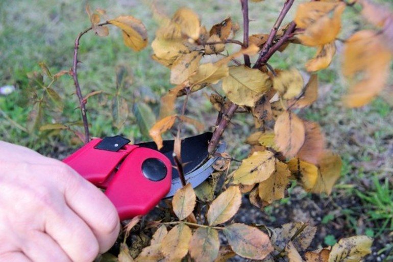 Comment préparer les roses pour l'hiver