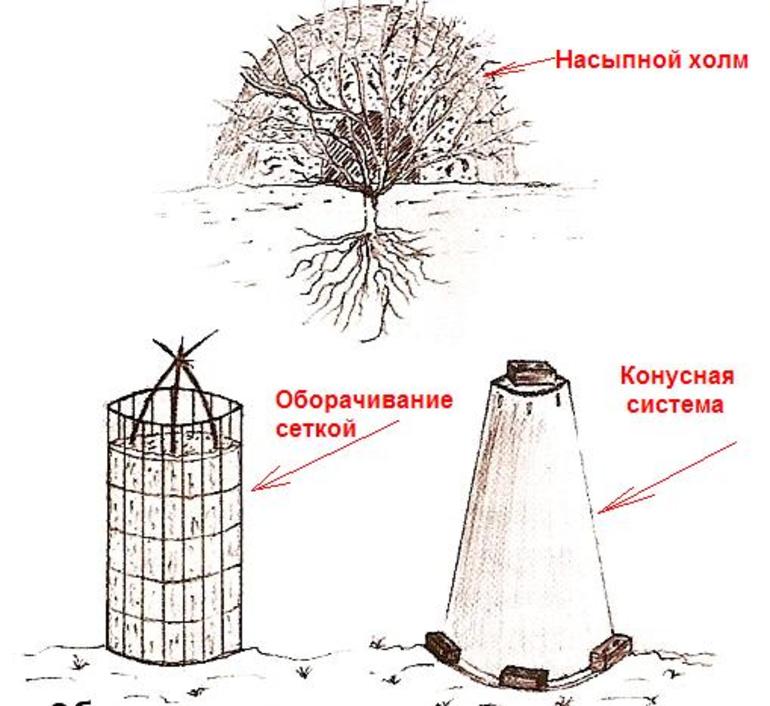 Préparation des roses pour l'hiver dans la région de Moscou