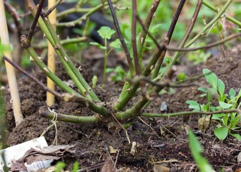 Comment préparer les roses pour l'hiver