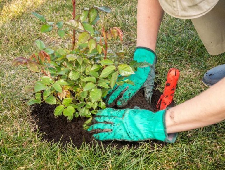 Préparer les roses pour l'hiver