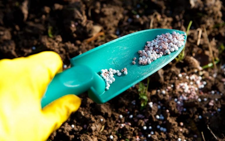 Préparation des rosiers pour l'hiver dans la zone centrale