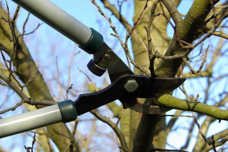 Élagage des arbres en automne