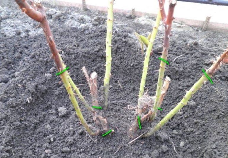 Comment préparer les rosiers pour l'hiver dans la région de Moscou