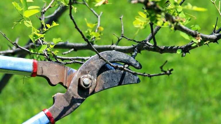 Augmenter la productivité des arbres