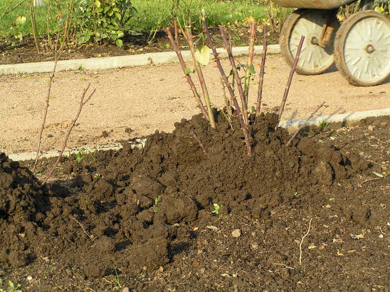 Préparation des roses pour l'hiver en Ukraine