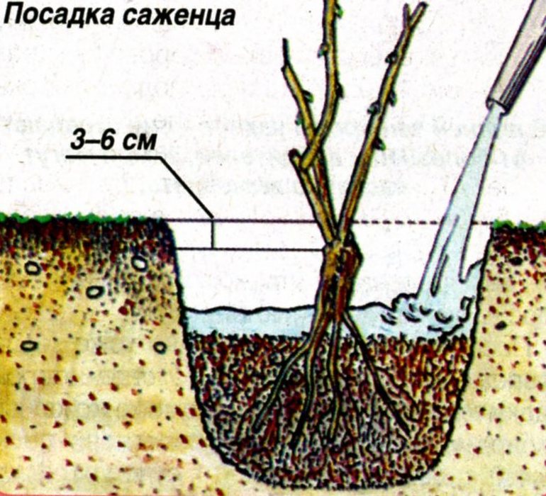 Préparation des roses pour l'hiver dans la région de Moscou