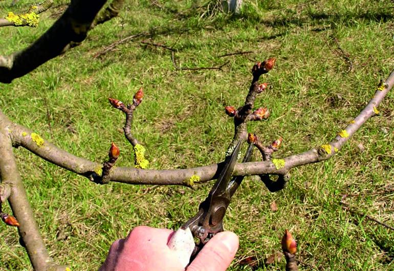 Comment bien préparer une poire
