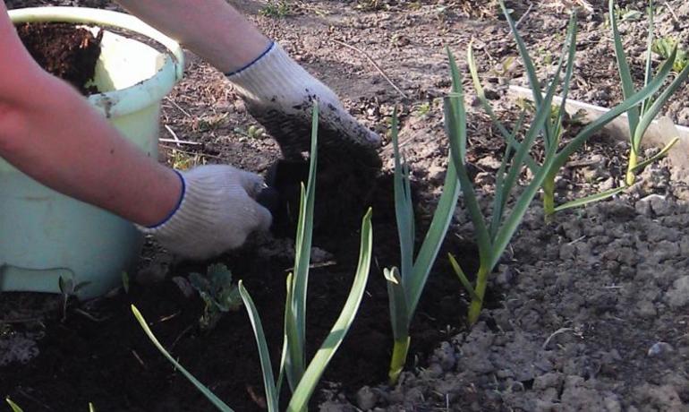 Regeln für das Anpflanzen von Knoblauch