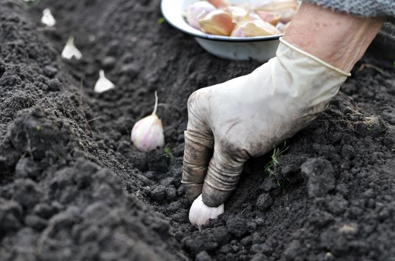 Knoblauch im Herbst pflanzen