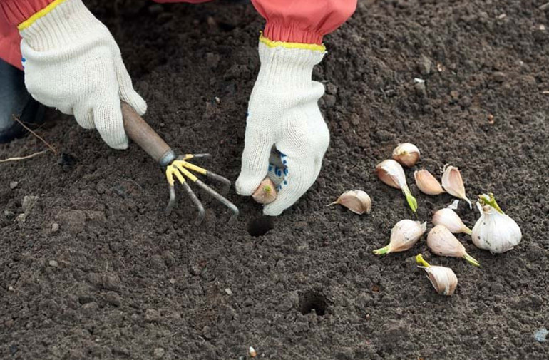 Wie man Knoblauch pflanzt