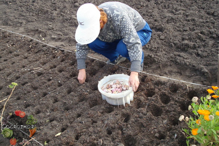 Cultivo de ajo de invierno en el sur de Ucrania