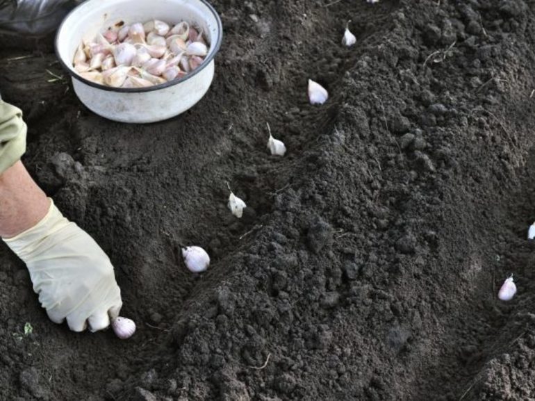 Wann pflanzt man Knoblauch?