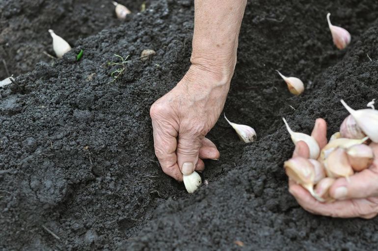 Regeln für das Anpflanzen von Knoblauch