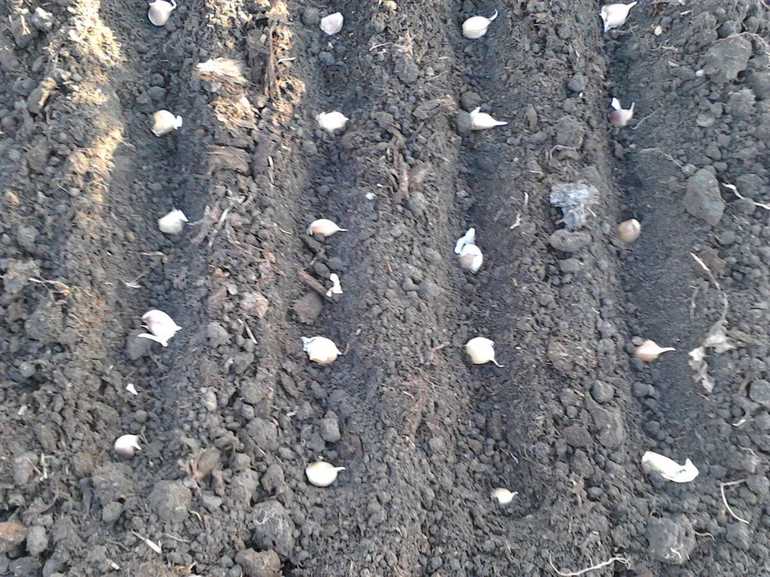 Anforderungen an das Anpflanzen und Wachsen von Knoblauch